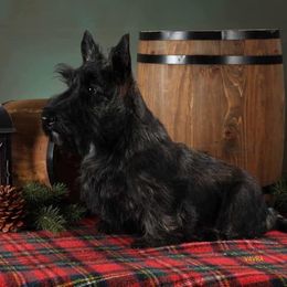 Boston Terriers and Scottish Terriers from Robbi's Pups