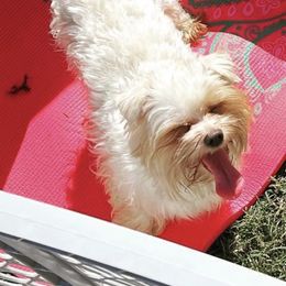 Yorkshire Terrier All Grown Up from Kristen’s yorkies