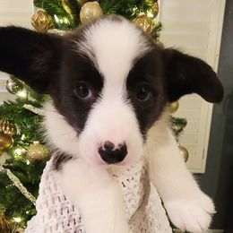 Cardigan Welsh Corgis from Saddleback Bassets and Corgi's