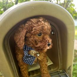 Valentino - Red  male Goldendoodle puppy in Mint Hill, North Carolina from DoodleForever