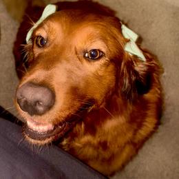 Golden Retriever and Miniature Australian Shepherd All Grown Up from Raised Right Pups