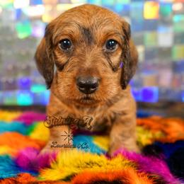LEV - Red male Dachshund puppy in Mc Neil, Arkansas from Shining A Lowriders & Co.