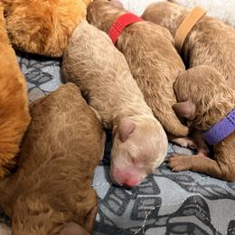Aliss - Apricot female Goldendoodle puppy in Winter Springs, Florida from Lucky Heart TeddyBear Goldendoodles