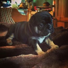 French Bulldog Puppies from Carbonite French Bulldogs