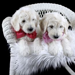 Bernedoodle and Goldendoodle Puppies from Dawg'on Doodles