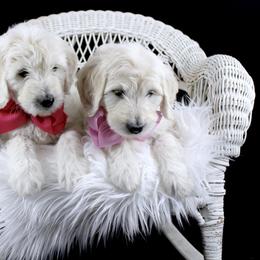 Bernedoodle and Goldendoodle Puppies from Dawg'on Doodles