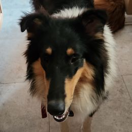 Bonnie - Collie