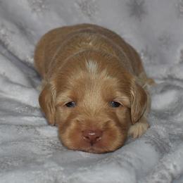 Lucy - Apricot female Goldendoodle puppy in Macedon, New York from Toodles Goldendoodles