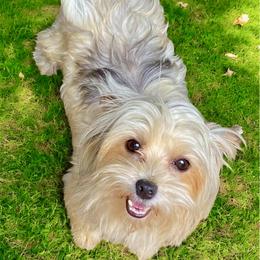 Sundae - Morkie