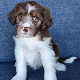 Marilyn - Brown female Double Doodle puppy in Prescott Valley, Arizona from Ramirez Family Doodles