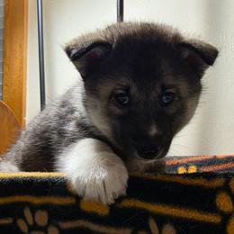 5 Red - Agouti and white male Siberian Husky puppy in Dane, Wisconsin from Sunny Hurricane Siberians
