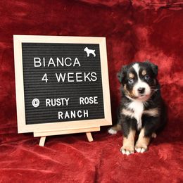 Miniature American Shepherd and Miniature Australian Shepherd Puppies from Rusty Rose Mini Aussies and Mini American Shepherds