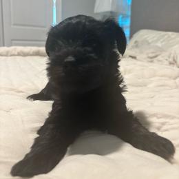 Raven - Black female Miniature Schnauzer puppy in Orlando, Florida from Dara's Miniature Schnauzers