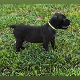 Light Green Collar Female - Black female Cane Corso puppy in Jasper, Alabama from C&M Cane Corso