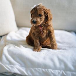 Burgundy girl - Pocahontas - Red  female Goldendoodle puppy in Duncan, South Carolina from Abner Creek Poodles & Doodles