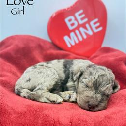 Love - female Golden Mountain Doodle puppy in Rome, Georgia from Victoria’s Designer Doodles