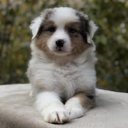 Girl 1 - Australian Shepherd puppy from Northwest Rainbow Aussies and Golden Retrievers