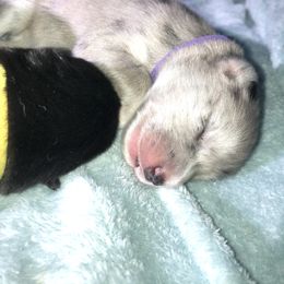 Pomsky Puppies from Eclipse Merle Pomsky’s