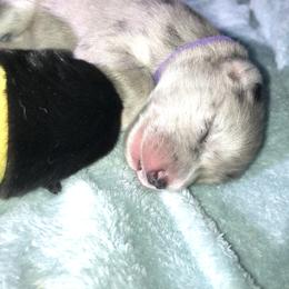 Pomsky Puppies from Eclipse Merle Pomsky’s