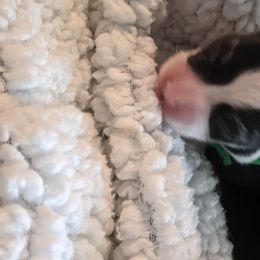 Green - American Corgi puppy in Vancouver, Washington from Bitty B Farms