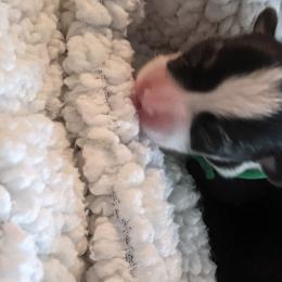 Green - American Corgi puppy in Vancouver, Washington from Bitty B Farms