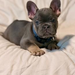 Socks - Blue male French Bulldog puppy in Malad, Idaho from Kellysbulldogs