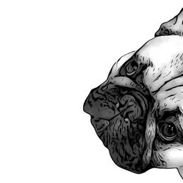 French Bulldogs from Eastham’s  Open French Bulldogs