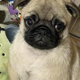 Purple - Fawn male Pug puppy in Altoona, Pennsylvania from Ivyside Pugs