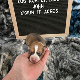 John - Red male Pembroke Welsh Corgi puppy in Chariton, Iowa from Kickin It Acres BCs