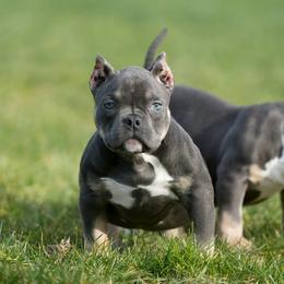 William - Blue tri-color male American Bully puppy in Puyallup, Washington from Gamer Bullyz