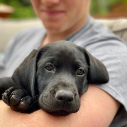 Labrador Retriever All Grown Up from Rocky Mountain Dogs - Utah