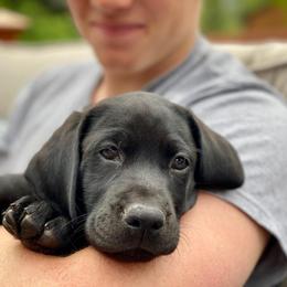 Labrador Retriever All Grown Up from Rocky Mountain Dogs - Utah