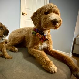 Poodle Puppies from Poodles of Tampa Bay