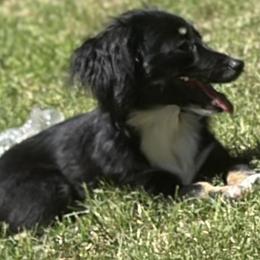 Companion Crosses, Dachshunds, Pomeranians, and Toy Australian Shepherds from Hochatown Awesome Aussies
