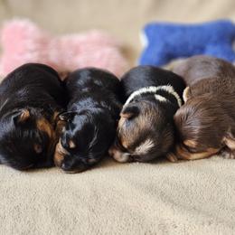 Yorkshire Terrier puppies from Preuss Puppies