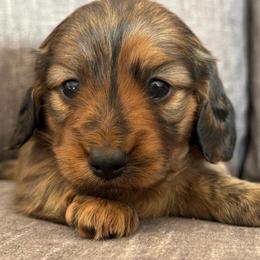 Nellie - Brindle female Dachshund puppy in Tonopah, Arizona from Brandie's Dachshunds