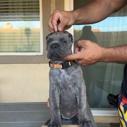 Yellow - Black female Cane Corso puppy in Homeland, California from Dal Deserto Cane Corso