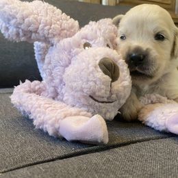 Mr Purple - 4 day old photo - Golden Retriever puppy from Golden State Goldens