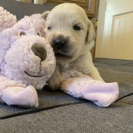 Mr Purple - 4 day old photo - Golden Retriever puppy from Golden State Goldens
