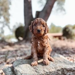 Lace - Red  female Goldendoodle puppy in Shingle Springs, California from Kindred Oak Goldendoodles