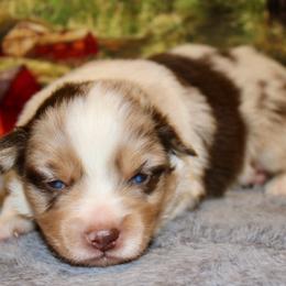Red Merle - Red merle male Miniature Australian Shepherd puppy in Ronan, Montana from Dirt Road Aussie’s of Montana