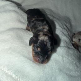 Bailey - Black and tan female Dachshund puppy in Turtletown, Tennessee from Stachia’s C4 Dachshunds