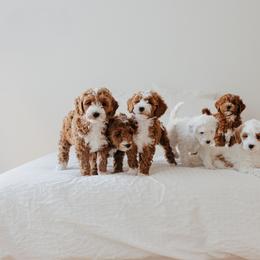 Goldendoodle Puppies from KZ Doodles