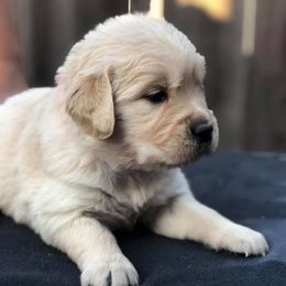 Golden Retriever Puppies from Oak Canyon Golden Retrievers