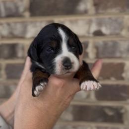 Eleven - Tri-color female Bernedoodle puppy in Cartersville, Georgia from Simply Blessed Doodles