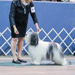 Polish Lowland Sheepdog All Grown Up from EnchantingPON