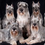 Standard Schnauzers from VonBerg's Standard Schnauzers