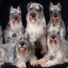 Standard Schnauzers from VonBerg's Standard Schnauzers
