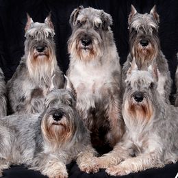 Standard Schnauzers from VonBerg's Standard Schnauzers