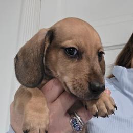 Maevis's red or cream smooth boy - Red male Dachshund puppy in Declo, Idaho from Dozendachs
